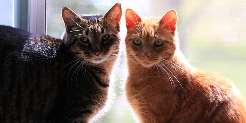 dicas_interna-brigas-entre-gatos