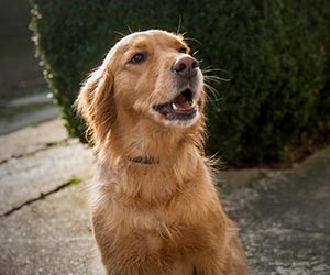 noticias_interna-palestra-petz
