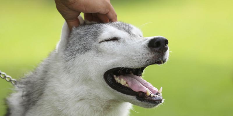 dicas_interna-massagem-pet