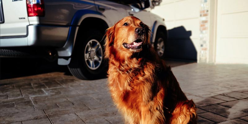 dicas_interna-viagem-com-o-pet
