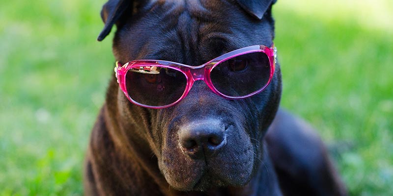dicas_interna-pet-verao