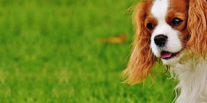 5 coisas que você precisa saber sobre cachorros filhotes