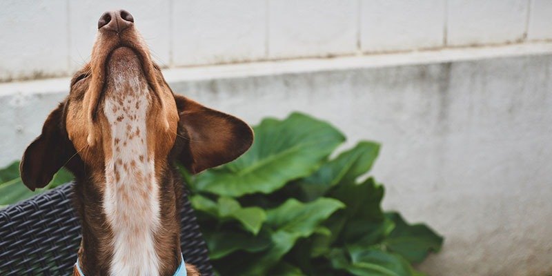 Como proteger seu pet de pulgas e carrapatos / Photo by Caleb Stokes on Unsplash