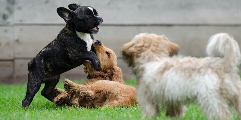 Filhotes de cachorro como sociabilizar