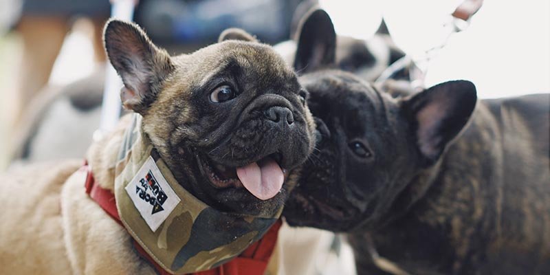 Como adaptar um novo cachorro à família?