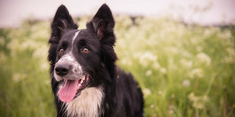 Saiba escolher a raça do cachorro ideal