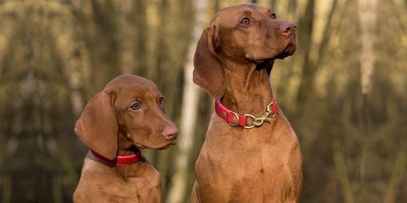 É possível adestrar mais de um cachorro ao mesmo tempo?