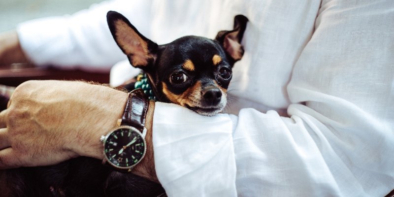 Seu cachorro é possessivo? Saiba como lidar
