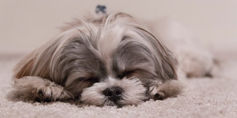 Cachorro que fica sozinho: saiba o que fazer e o que evitar