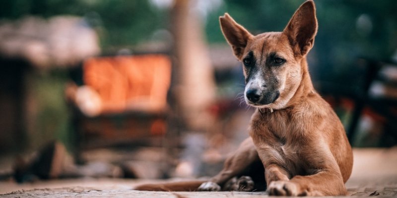 Como agir caso encontre um cachorro abandonado