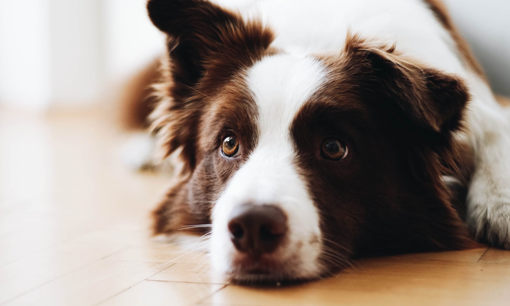 Como ensinar o seu cachorro a fazer xixi e cocô no tapete higiênico