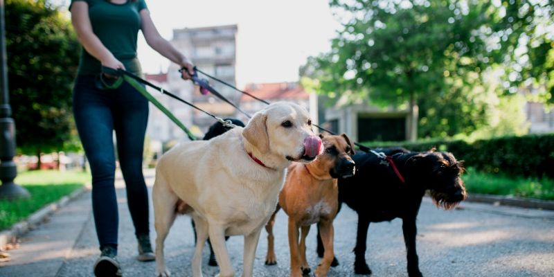 passeadores-de-caes-tudo-o-que-você-precisa-saber