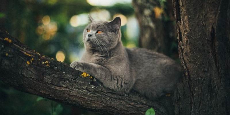 Gatos que saem sozinhos: como agir?