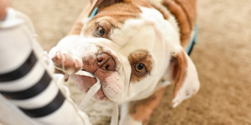 seu cachorro precisa de adestramento