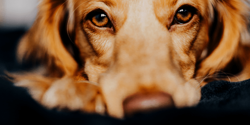 Coronavírus (Covid-19) e pets: o que você precisa saber