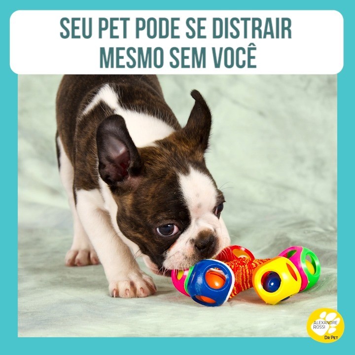CAOCIDADAO_Sabia-que-seu-pet-pode-se-distrair-mesmo-sem-voce